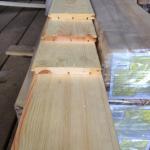 Ангарская сосна 