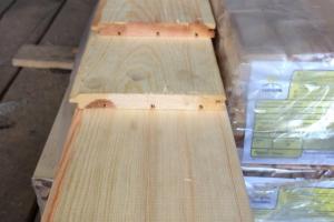 Ангарская сосна 